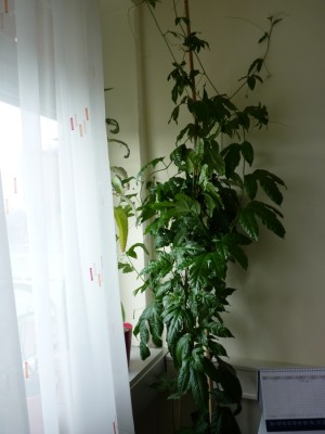 p edulis.jpg