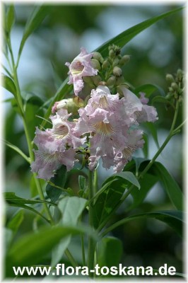 chitalpa_tashkentinsis_3_-_270805.jpg