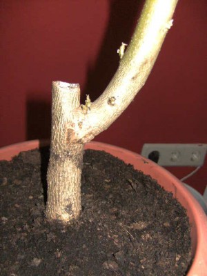 Engelstrompete 16.03.2011 004.JPG
