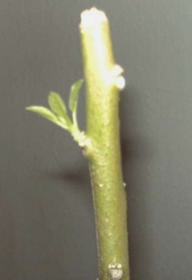 Engelstrompete 16.03.2011 002.JPG