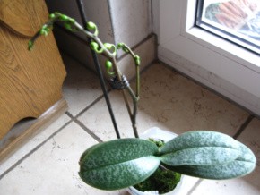 Phalenopsis amablis Art Leaf yellow green 002-1.jpg