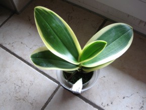 Phalenopsis amablis Art Leaf yellow green 001-1.jpg
