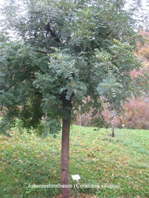 Johannisbrotbaum.jpg