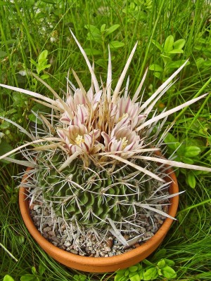 Stenocactus 2006-62 (3).jpg