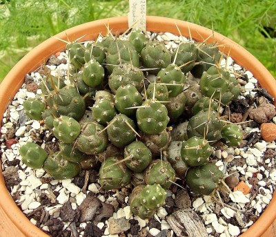 Opuntia 2006-66 (2).jpg