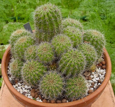 Echinopsis grandiflora (8).jpg