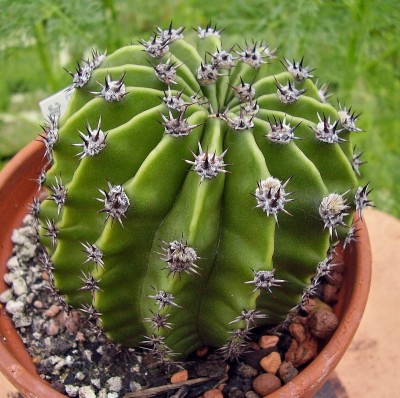 Echinopsis 2008-54 (4).jpg