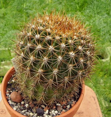 Echinopsis 2008-11 (5).jpg