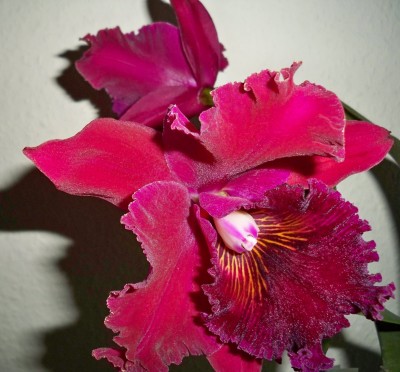 Cattleya Chia Lin mit wunderbarem Duft.JPG