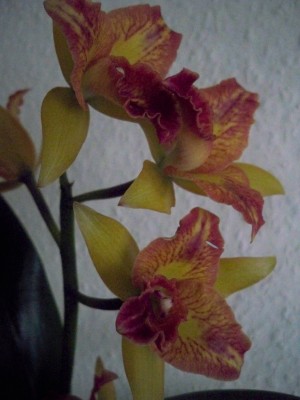 kleinblütige Cattleya ...unbekannt.JPG