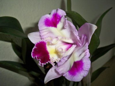 Cattleya ...unbekannt.JPG