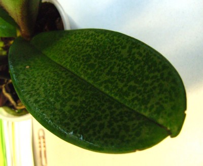 PünktelPhalBlatt9755.jpg