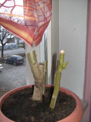 Engelstrompete Rückschnitt - 18.03.2011 002.JPG