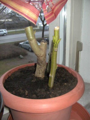 Engelstrompete Rückschnitt - 18.03.2011 001.JPG