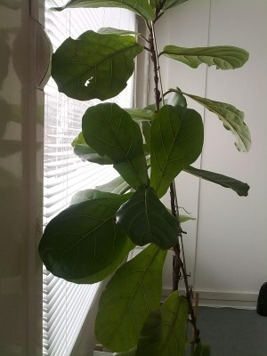 Baum 2.jpg