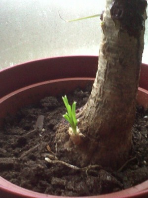 IMG00137-20110318-0841.jpg