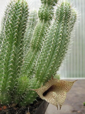 IMG_2179 Tavaresia barkleyi.jpg