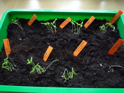Tomatenkeimlinge.JPG