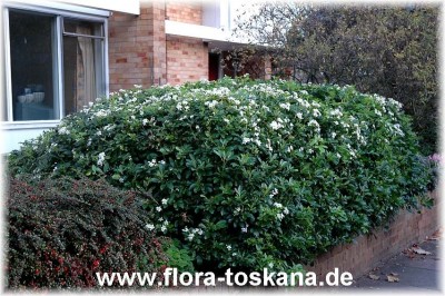 choisya_ternata_1_-251005.jpg