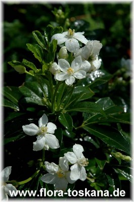 choisya_ternata_1_-_090906.jpg