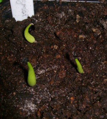 Agaven18.03.11.jpg