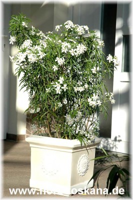 choisya_ternata_8_-_150407.jpg