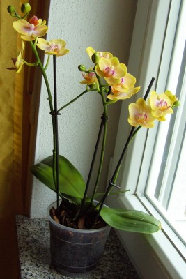 GelbeMini9855.jpg