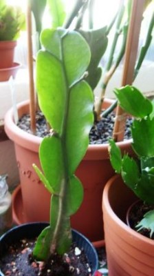 E. oxypetalum.JPG