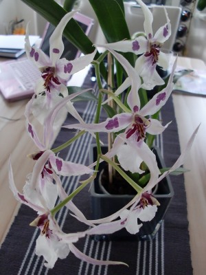 Beallara Peggy Ruth Carpenter 18.jpg