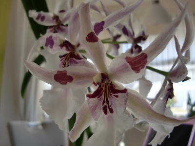 Beallara Peggy Ruth Carpenter 16.jpg
