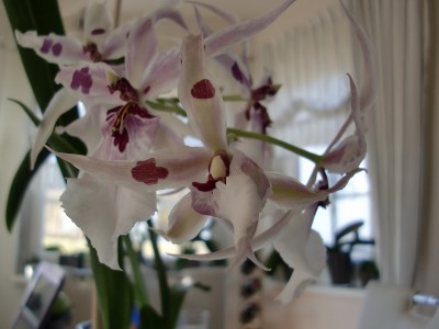 Beallara Peggy Ruth Carpenter 14.jpg