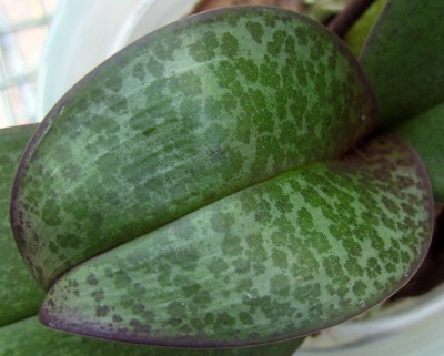 MiniFleckenBlatt9862.jpg