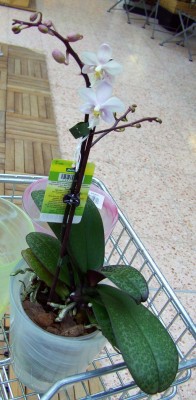 MiniFlecken9859.jpg