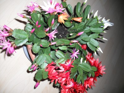 DSCF0238.JPG