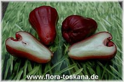 eugenia_javanica_frucht_3_-_150107.jpg
