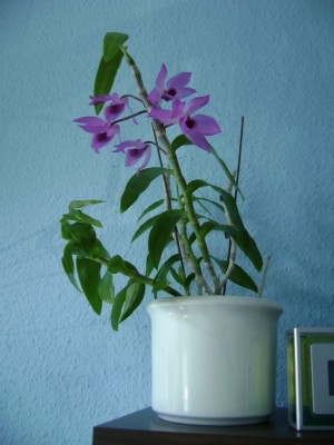DSC01205.JPG