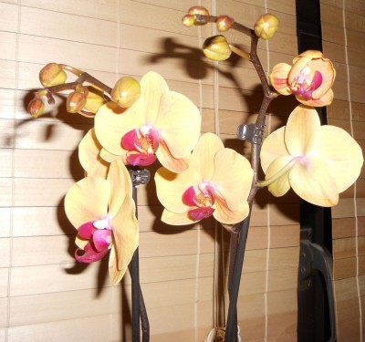 Orchidee2.jpg