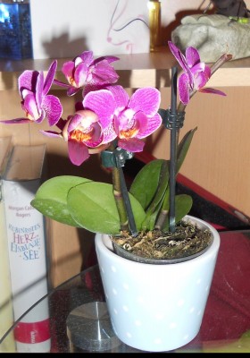 Orchidee.jpg