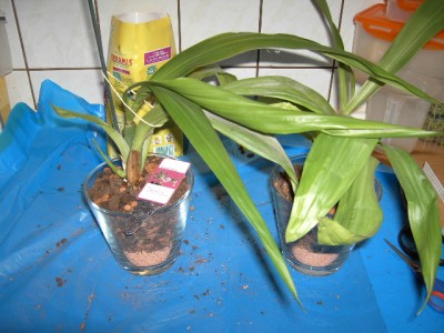 Zygopetalum umgepflanzt.JPG