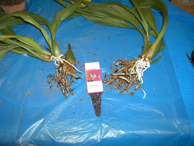 Zygopetalum alt.JPG