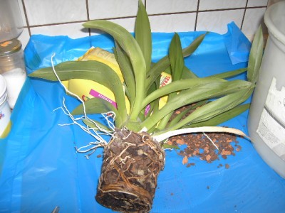 PICT0522.JPG