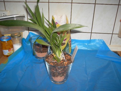 Oncidium umgepflanzt.JPG