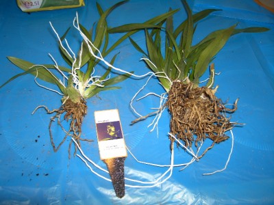 Oncidium alt.JPG