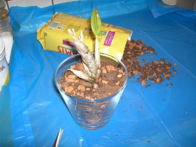 Dendrobium umgepflanzt.JPG