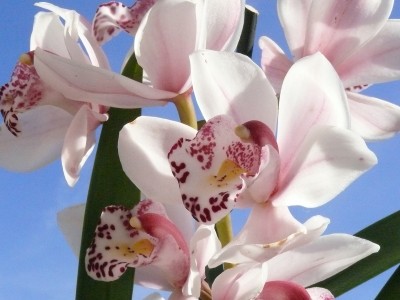Cymbidium.JPG