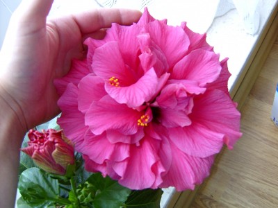 Durchmesser 17cm 23.07.07.JPG