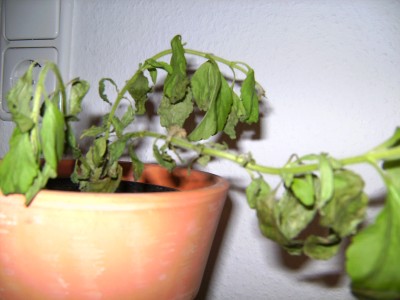 BILD1051.JPG
