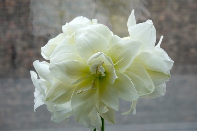 Pseudojewel 2.jpg