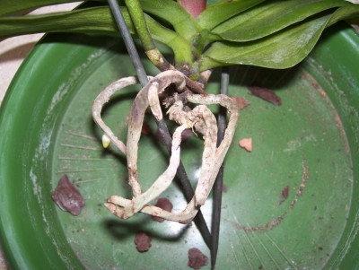 100_2078.JPG