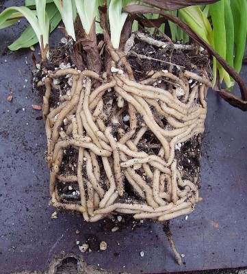 Ponthieva orchioides (6).jpg